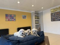 Kar Beyaz Maltese Terrier Yavrularımız Güncel Ankara