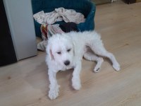 Maltese terrier 1 kasım 2022 doğumlu