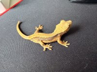 Yavru Crested Gecko