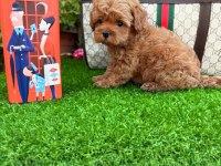 Show Kalite Redbrown Toy Yavrularımız