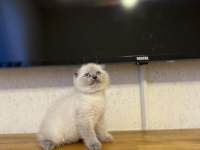 SCOTTISH FOLD BLUE POİNT YAVRULARIM 
