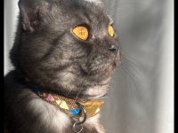 SCOTTİSH FOLD KEDİMİZ ÜCRETSİZ