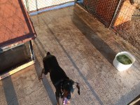 3 Yaşında Dişi Doberman Sahiplendirmek İstiyorum