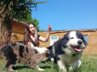 Border Collie yavrularımız