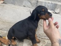 FCİ SECERELİ DEV ADAYI KİNG DOBERMAN