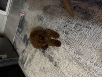 Kore Teacup Erkek Poodle