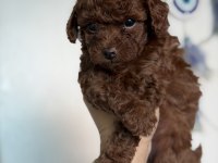 Teacup poodle