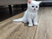 KALİTELİ BRİTİSH SHORTHAİR