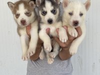 Her Renk Husky Yavrularımız