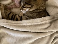 British Shorthair Tekir kırması 8 aylık erkek kedim