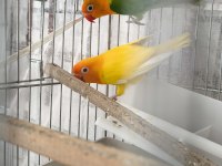 Green opal lutino çift ve lutino albino çift kuşlar