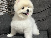 Akıllı eğitimli 11 aylık pomeranian bulutumuz