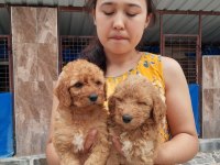 Standart poodle efsane bebekler