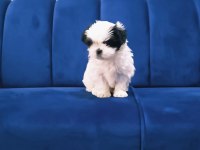Shih tzu bebekler yeni yuvalarını arıyorlar