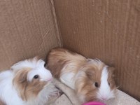 2 adet ginepig kobay