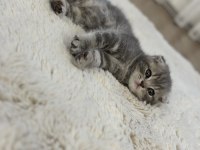 2 aylık yavru scottish fold erkek