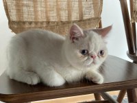 Kar Beyazı Exotic Shorthair Bebeğimiz