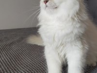 British Longhair ve Scottish Straight Kedilerim