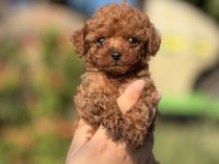 Büyümeyen Aşılı Çiş Eğitimli Toy Poodle