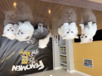 En güzel Scottish fold yavrular Ankara 