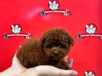 Teacup Dişi Toy Poodle