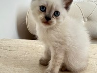 British shorthair blue point 45 günlük mavi boncuk