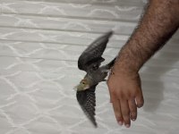 Sultan papağanı yavruları ele alışık