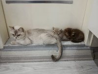 Ev ortamından sağlıklı yavru kediler