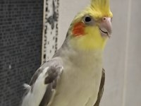Sultan papağanı bakımlı