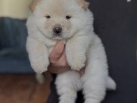 Çin Aslanı Köpeği