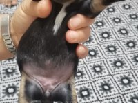 Minyatür pinscher