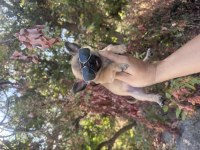 Orjinal Safkan Chihuahua Bebekler