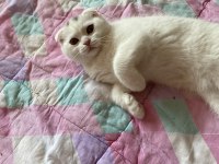 Scottish fold 3 aylık erkek karneli