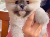 Sağlık Ve Irk Garantili Pomeranian