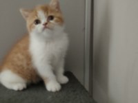 Exotic shorthair dişi