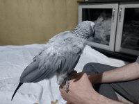 EVCİL JAKO PAPAĞANI STRES GEÇİRMİŞ YER GEBZE