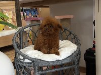 Koreden teacup dişi poodle yavrumuz