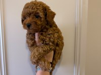 60 günlük mini poodle