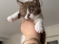 Dişi cinnamon bicolor british shorthair