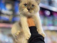 KEDİMİZİN GÜNÜ GELEN AŞILARI YAPILDI KUM ALIŞKANLIĞI VAR