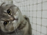 6 aylık dişi scottish fold