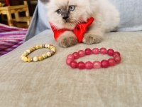 BALLI LOKUM KEDİLER