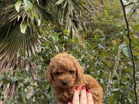Toy Poodle Köpeği