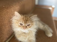 3 aylık sarı chinchilla