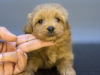 RED ÜST DÜZEY MALTİPOO BEBEKLERİMİZ