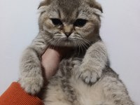 Scottish fold golden yavrular