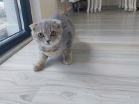 Kehribar gözlü scottish fold kediciklerim