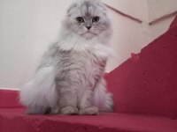 Yeni ailesini arayan scottish fold