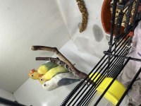 Cennet papağanlar