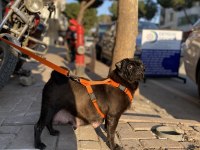 1.5 yaşında pug evde bakılıyor tuvalet eğitimi mevcut